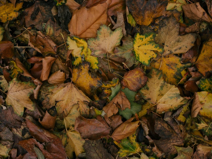 a po of some yellow leaves in the dirt