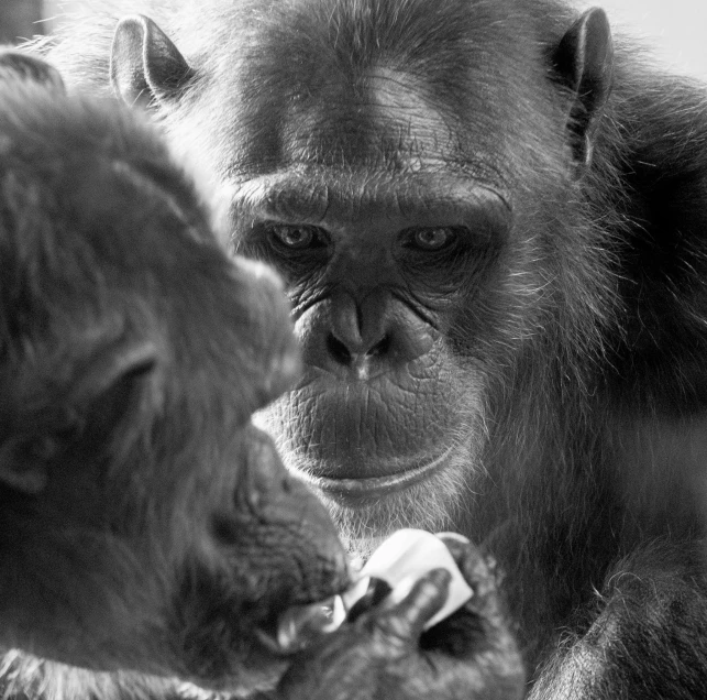 a monkey is licking his face while standing next to another gorilla