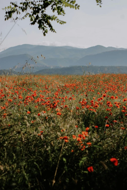 large red flowers are blooming on a green meadow