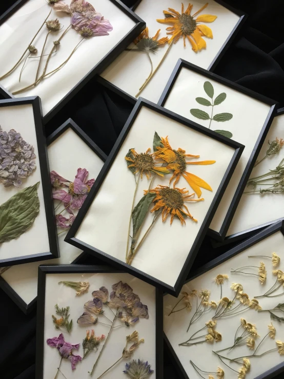 six framed pressed pressed dried flowers in black frames