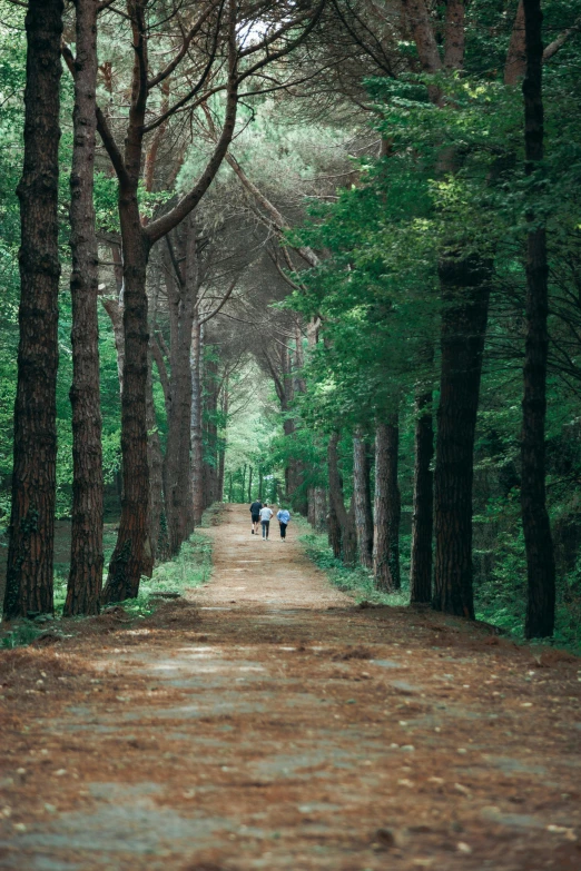 some people walking down a path through some trees