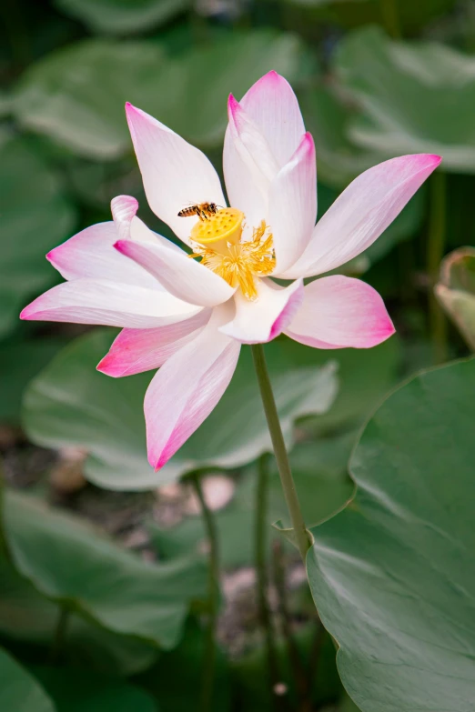 a blooming water lily with bee on it