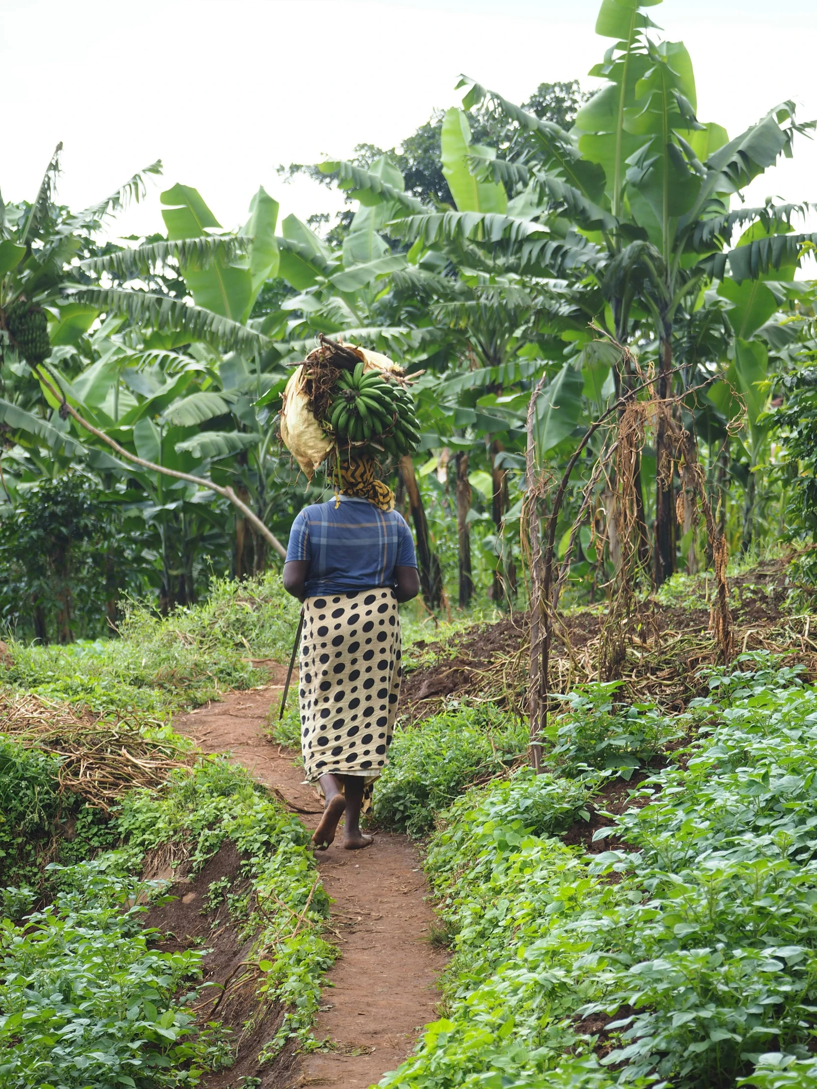 woman walking on the road with bananas in her head