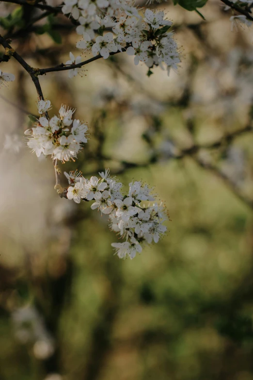 some white flowers hang from a tree