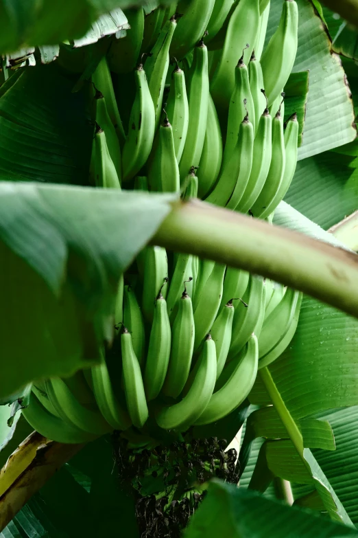 bananas hanging on the green foliage of some kind