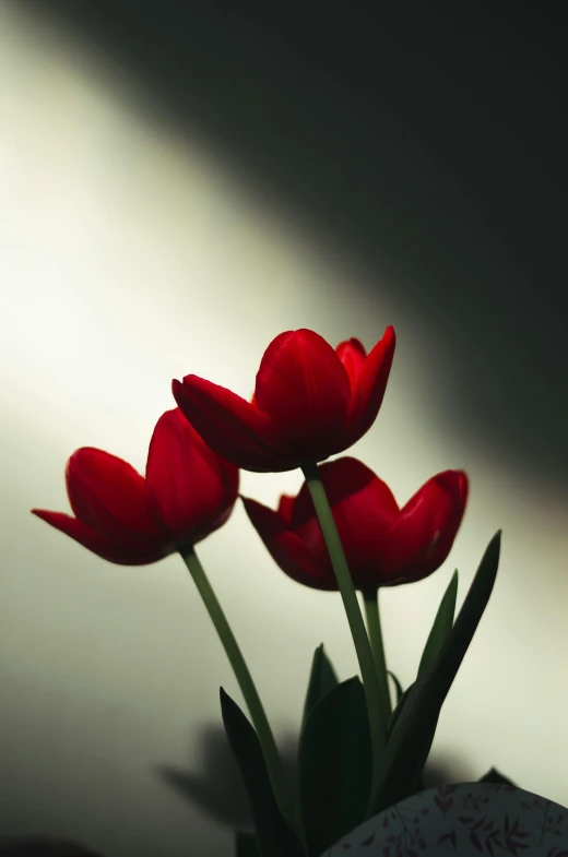 three red flowers sitting in the corner of a vase