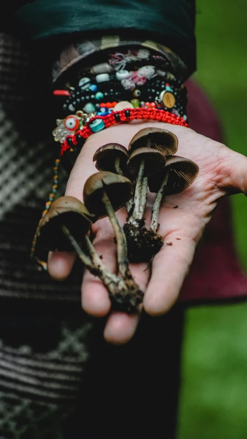 the hands hold several mushrooms together