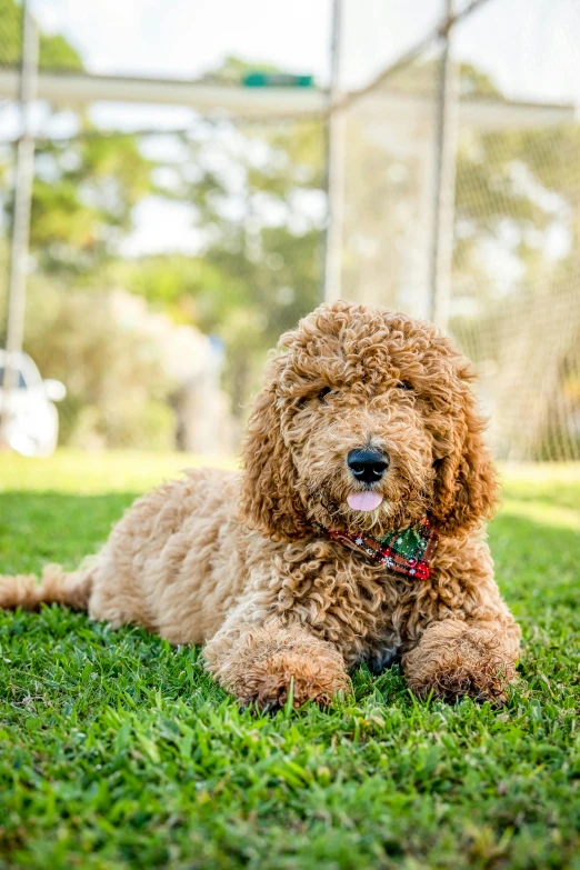 a brown dog laying in grass next to a wire fence