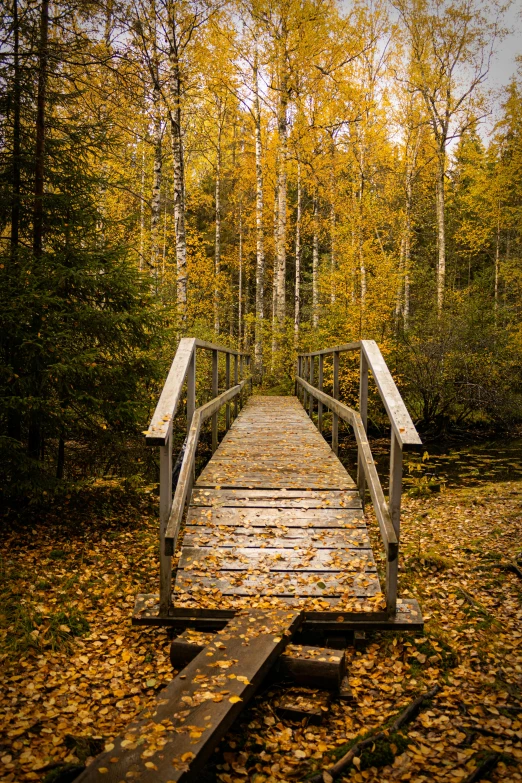 a wooden walkway crossing over some leaves with yellow and green trees in the background