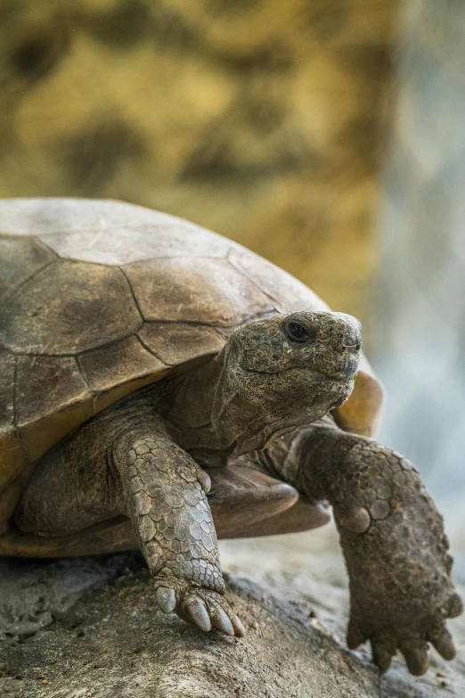 a turtle on a rock chewing on soing with its mouth