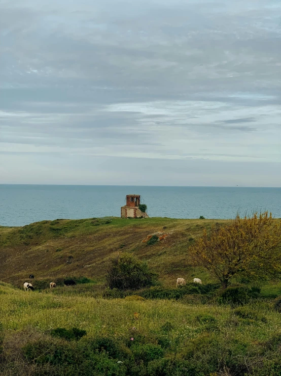 a small hill with several animals grazing on it