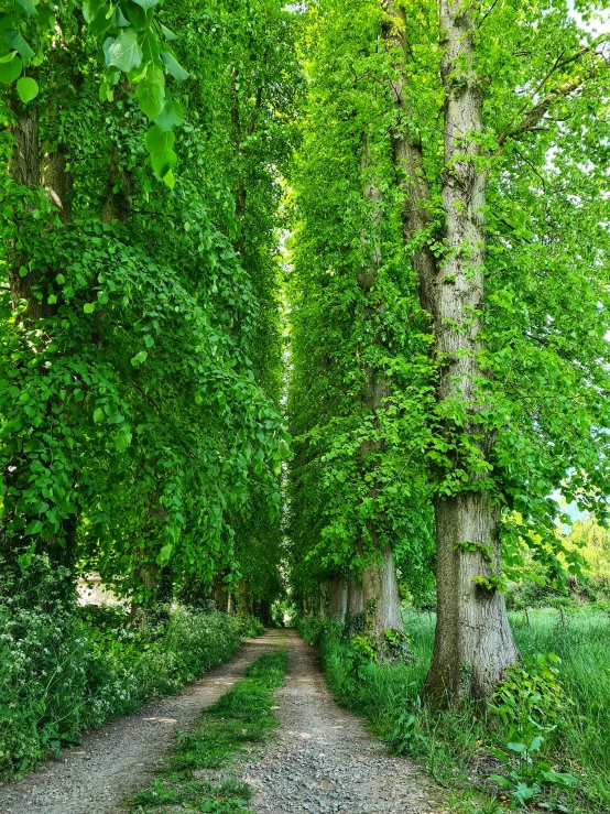 a paved dirt road between trees on both sides of the road