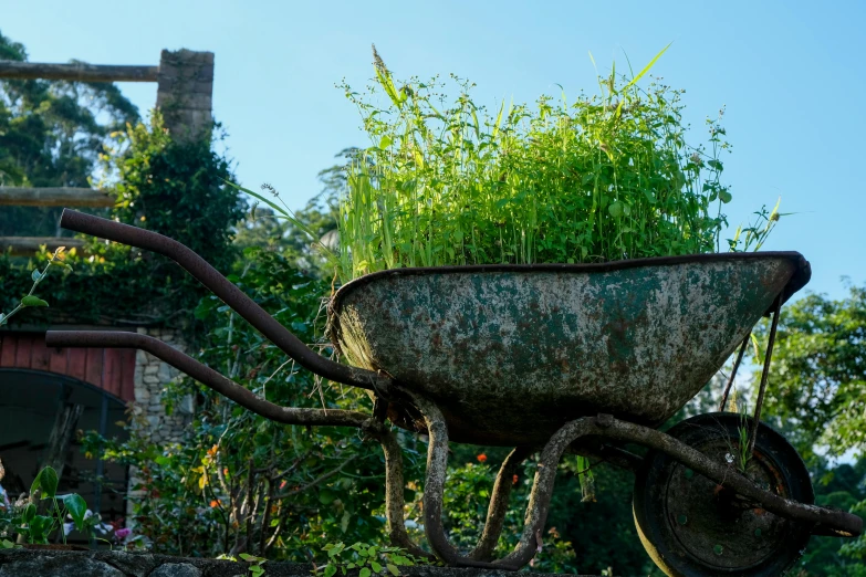 a large wheelbarrow with some plants growing inside of it