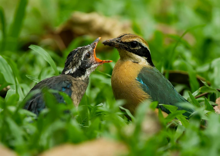 two birds are in the grass near each other