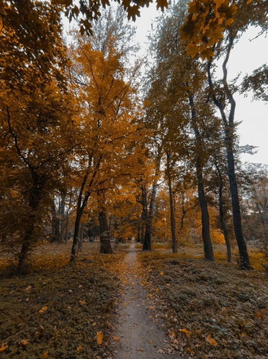 a path running through some trees with yellow leaves on it