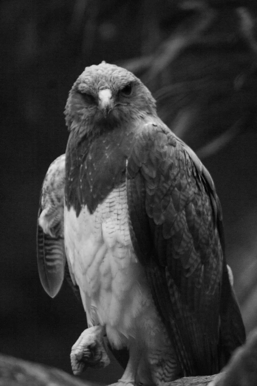 an owl on a rock in black and white