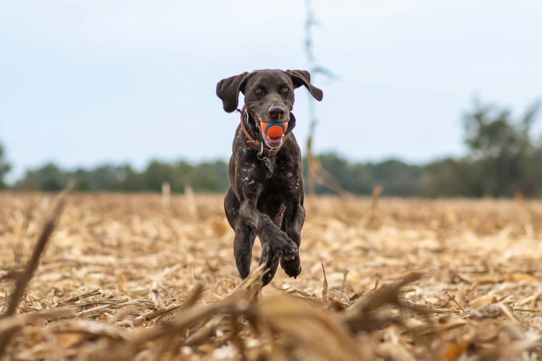 a dog is running through a field with an orange ball in its mouth