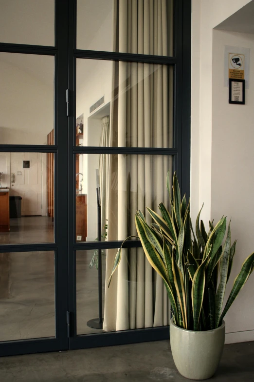 a plant in front of a glass wall with a door open