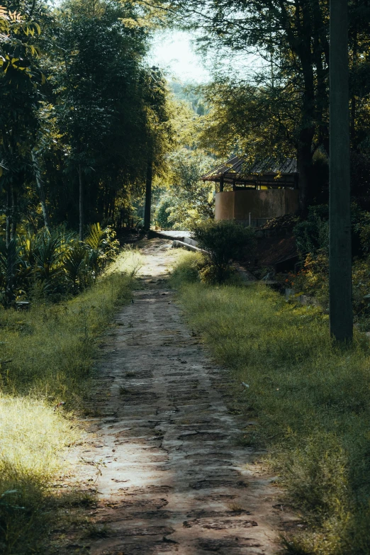 an empty path running between two trees in the woods