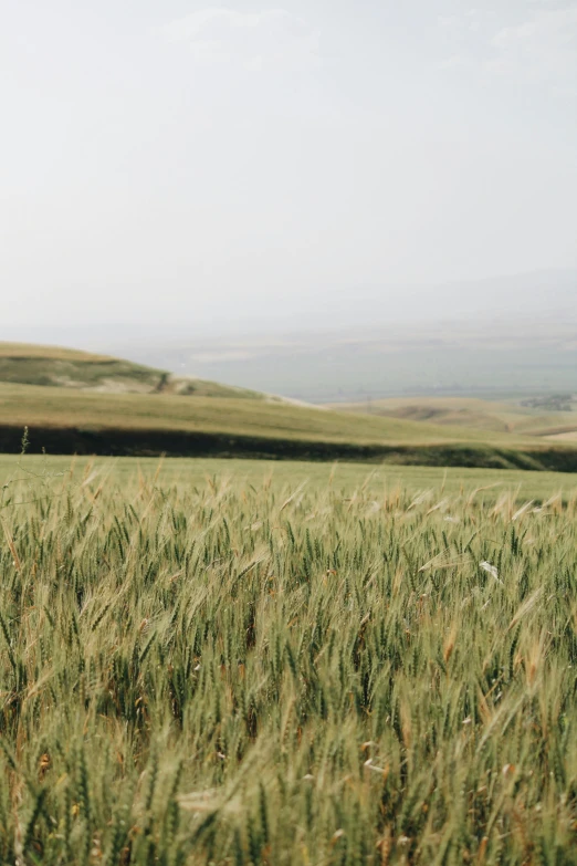 an open green field with tall grass in the background