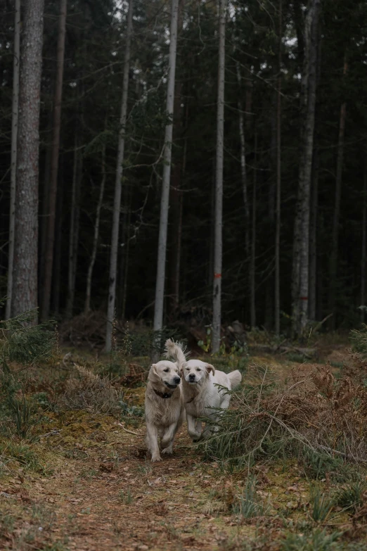 two white dogs are walking through a wooded area