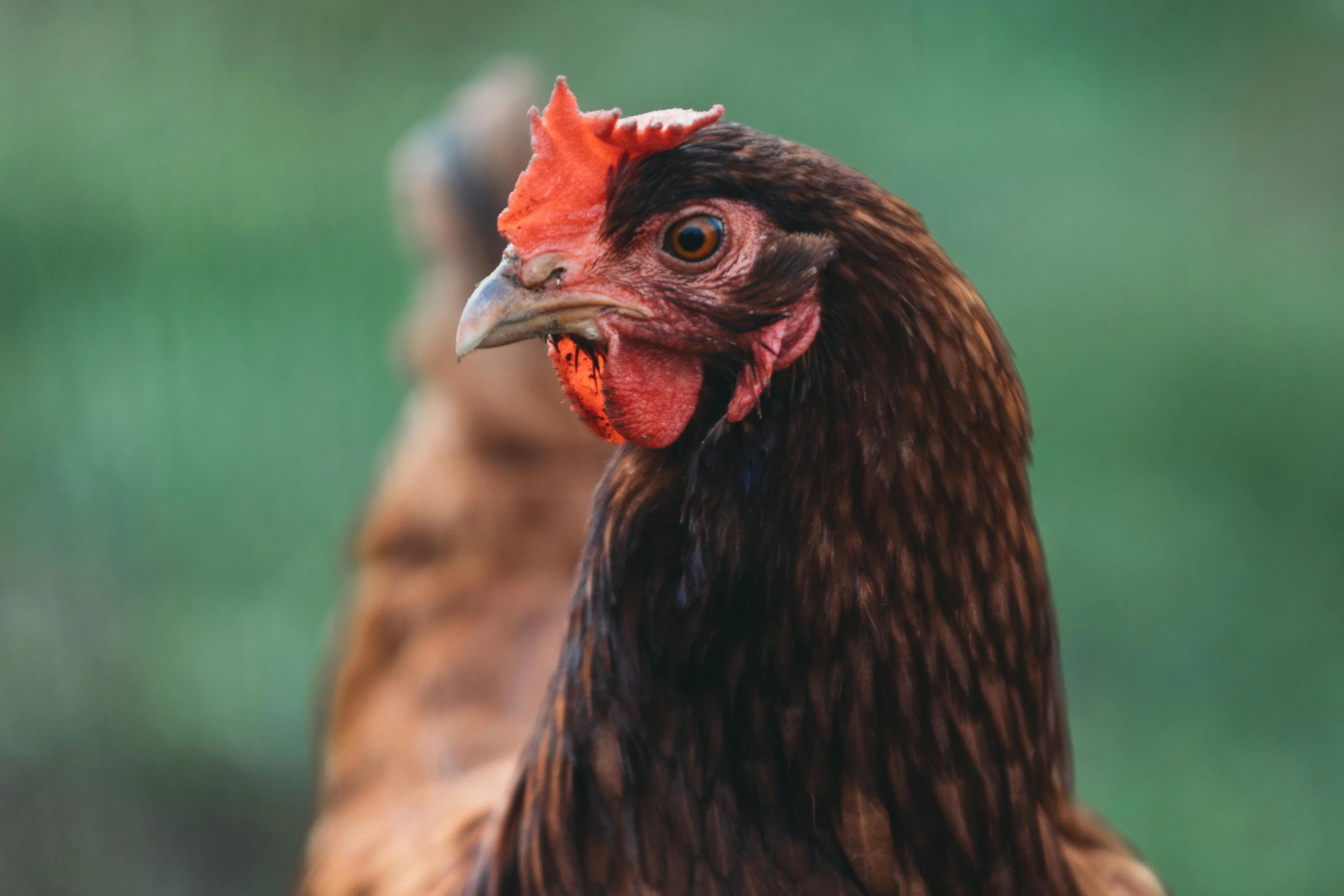 a large brown and black chicken standing next to another bird