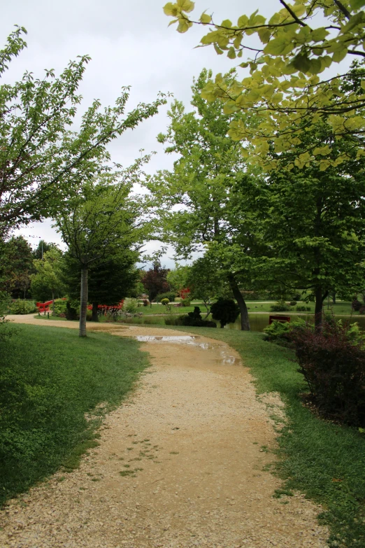 a walkway between the trees in a park