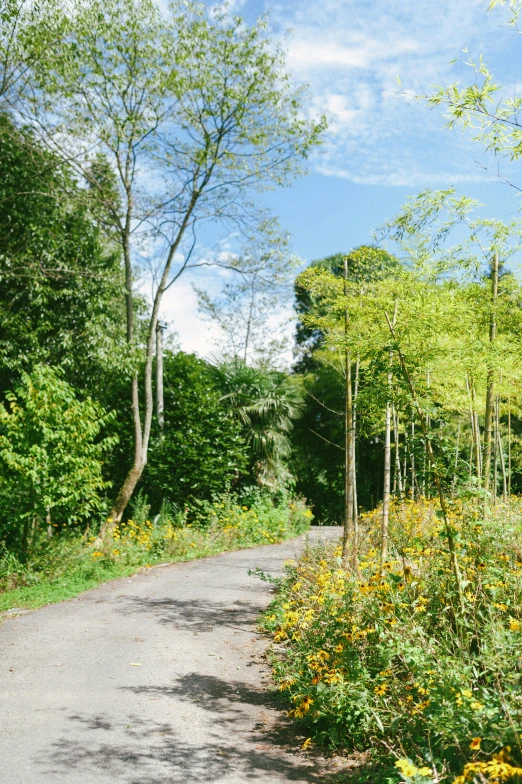 the road is surrounded by beautiful flowers and trees