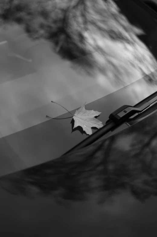 the reflection of a leaf on the windshield of a car