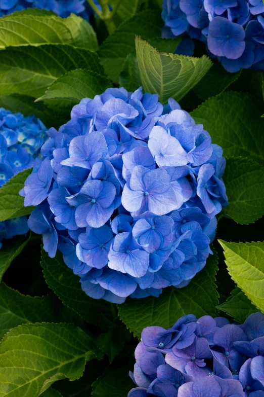 many blue flowers have large green leaves