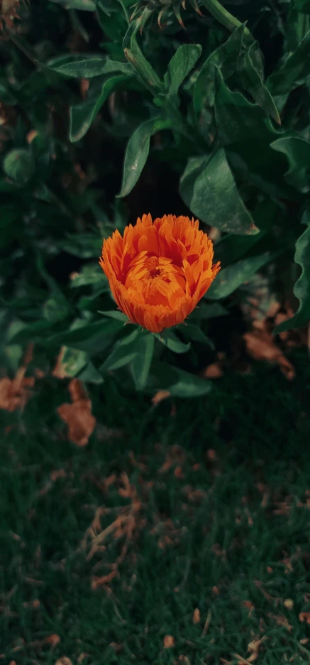 an orange flower with green leaves is blooming