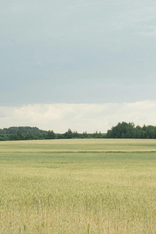 the lone giraffe is standing in a big grassy field