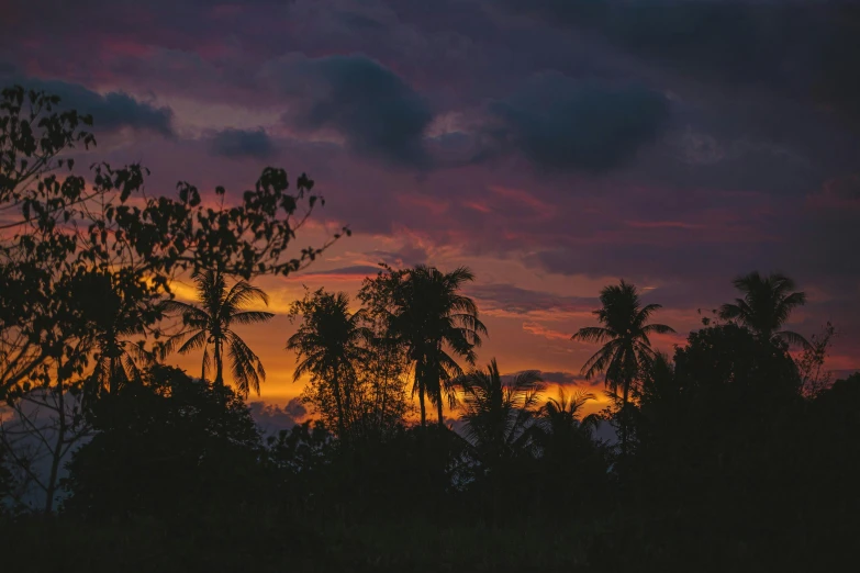 there are silhouetted trees against a sunset sky