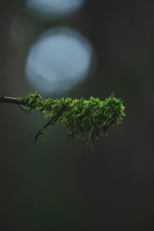 a tree nch that has some green stuff on it