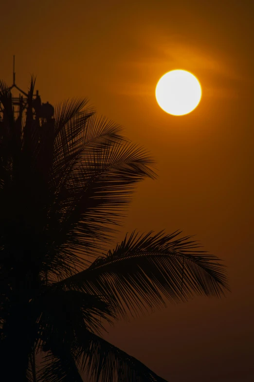 a palm tree and the sun setting over a building