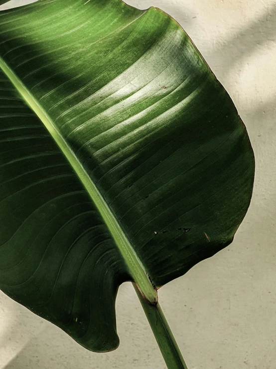 the top portion of the large leaf has a brown spot on it