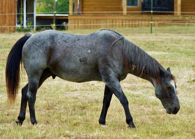 a horse grazing in a field with some grass