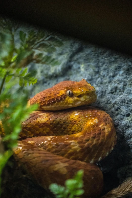 a close up s of a snake hiding out in the woods