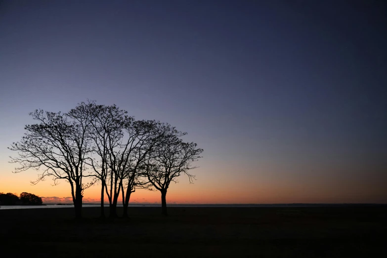 silhouette of three trees at dusk with a body of water