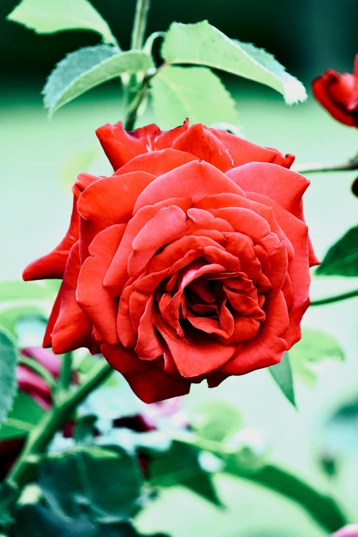 red rose in full bloom with a green background