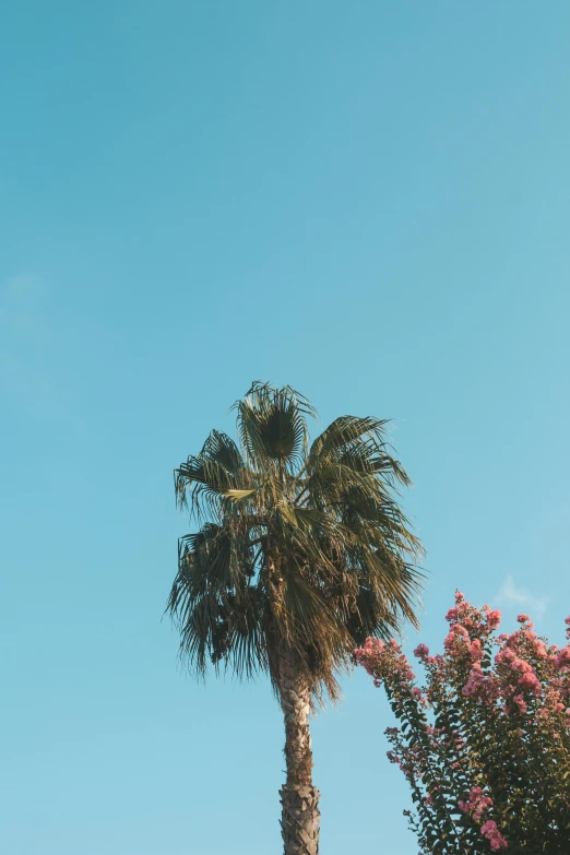 a lone palm tree against a blue sky