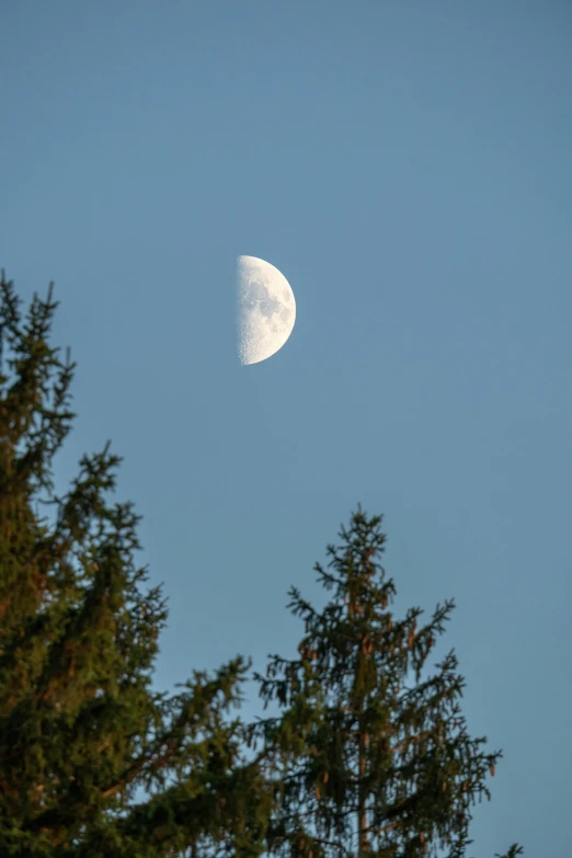 a half - moon seen through the leaves of some trees