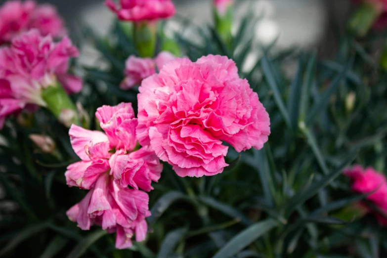 some pink flowers near one another with other flowers