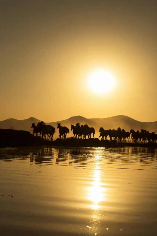 a number of horses on water with sun shining