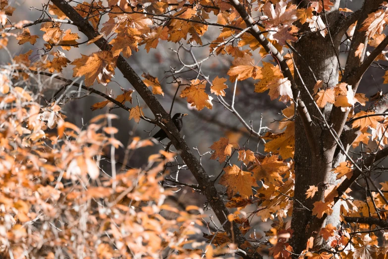 a close up of some autumn leaves and a tree