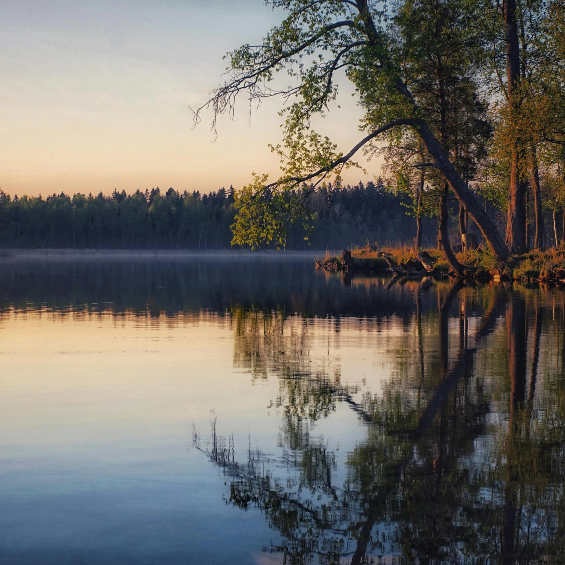 tree reflection in water with a misty sky