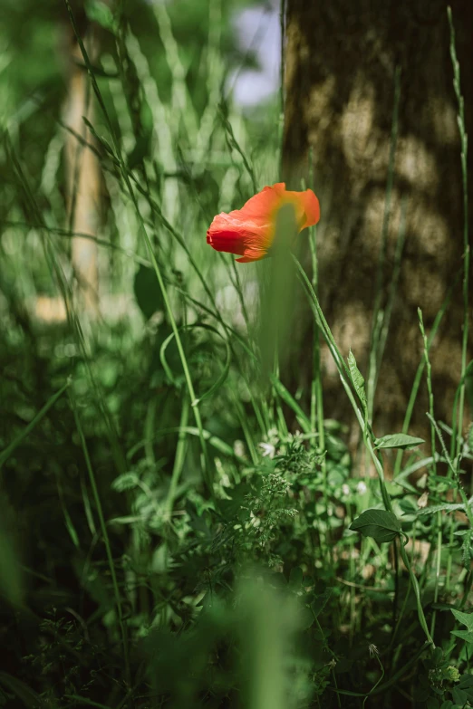 a red flower sitting in the grass next to a tree
