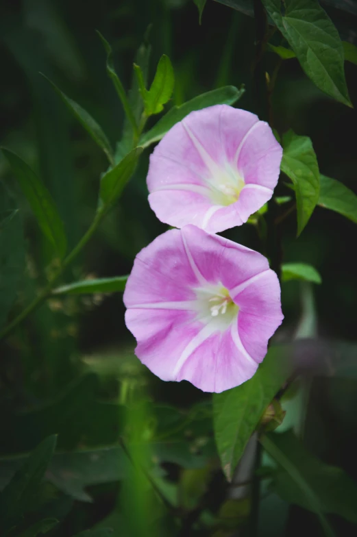 two pink flower with green leaves near one another