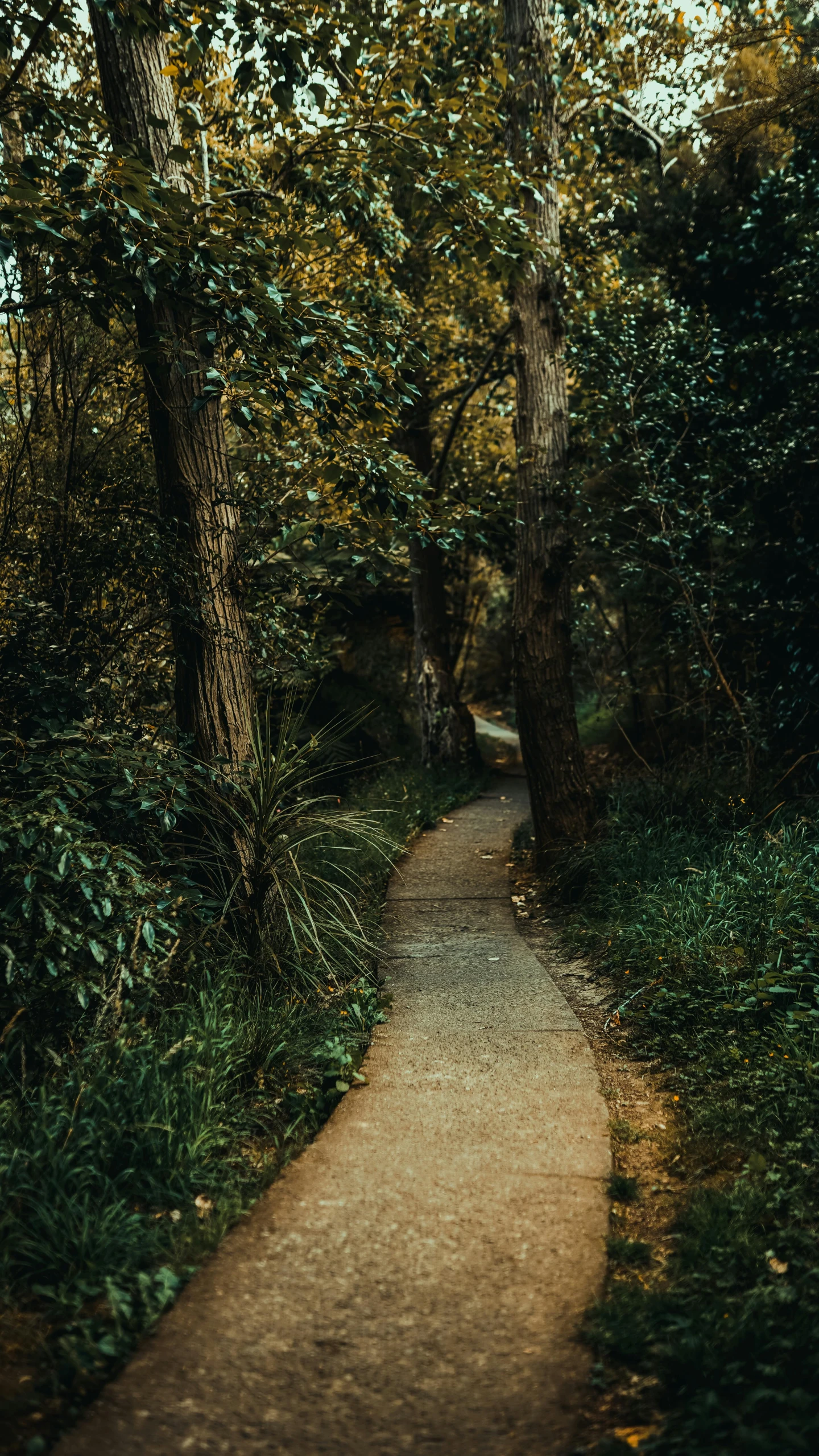 a pathway running through a dense forest filled with trees