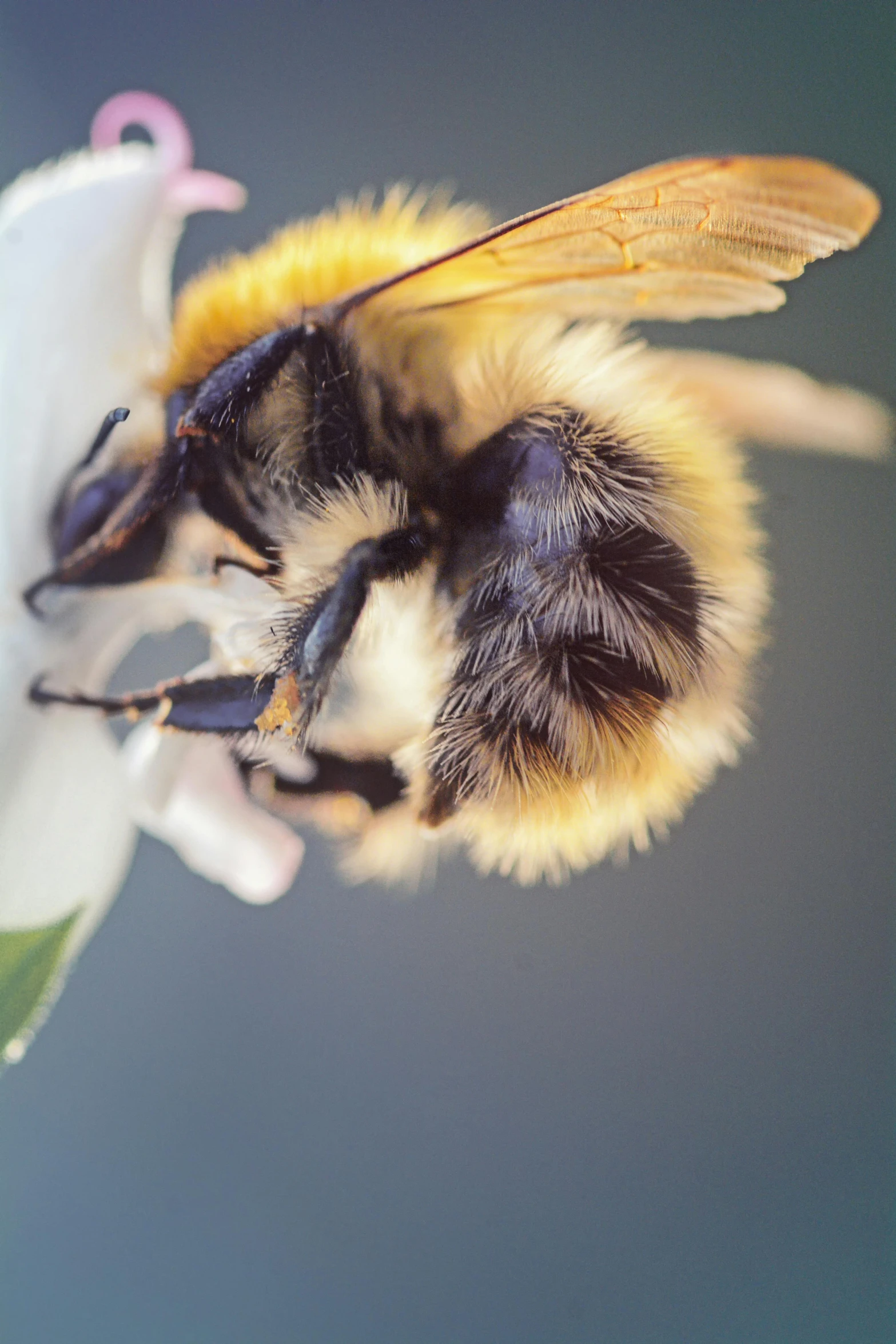 a very big pretty bee on a big white flower